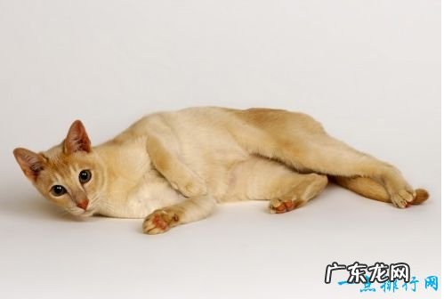 世界上十大最漂亮的猫品种 英国短毛猫排第一