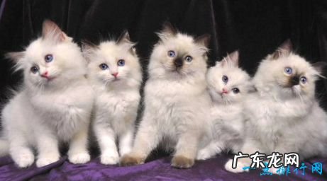 世界上十大最漂亮的猫品种 英国短毛猫排第一