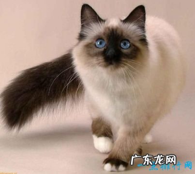 世界上十大最漂亮的猫品种 英国短毛猫排第一