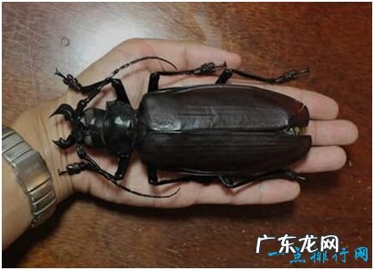 世界上最大的甲虫,泰坦甲虫体长可至17厘米,成年后不再进食