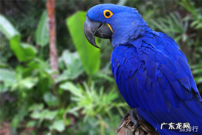 全球最贵的十种宠物 排名第一的绿猴售价高达1600万美元