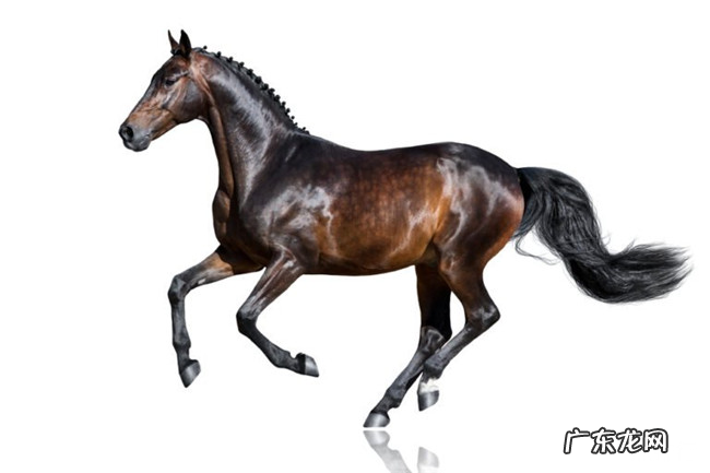 全球最贵的十种宠物 排名第一的绿猴售价高达1600万美元