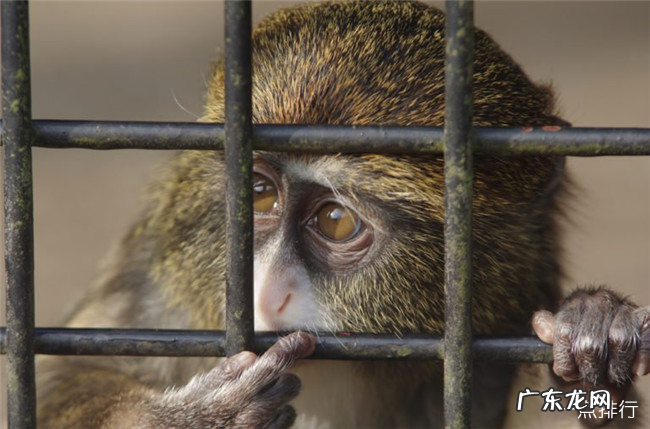 全球最贵的十种宠物 排名第一的绿猴售价高达1600万美元