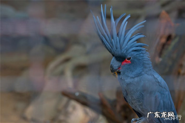 全球最贵的十种宠物 排名第一的绿猴售价高达1600万美元