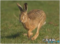 世界上跑的最快的兔子，欧洲野兔速度可达每小时72公里