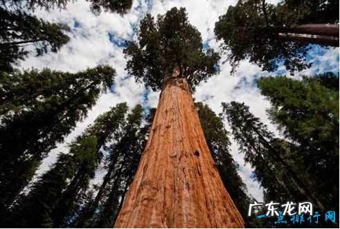 世界上最高的树 杏仁桉156米高堪称树木界的珠穆朗玛峰