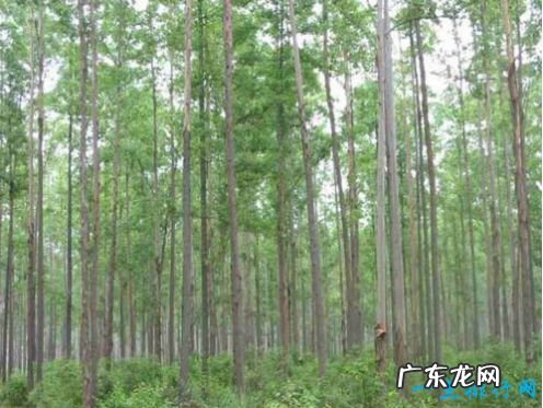 世界上最高的树 杏仁桉156米高堪称树木界的珠穆朗玛峰