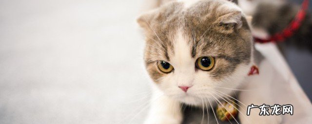 好听的金渐层猫咪名