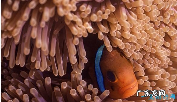 世界七大自然奇观珠峰排最后