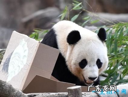 亚洲十种濒危动物 野生双峰骆驼不足1000只