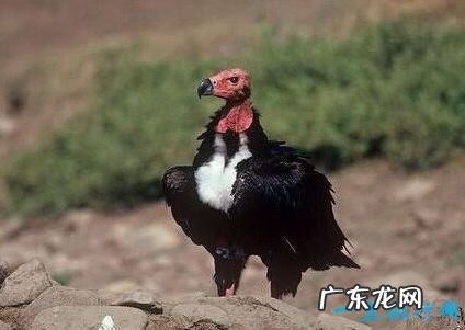 亚洲十种濒危动物 野生双峰骆驼不足1000只