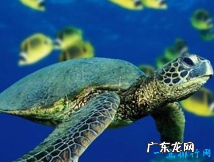 亚洲十种濒危动物 野生双峰骆驼不足1000只