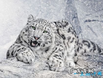 亚洲十种濒危动物 野生双峰骆驼不足1000只