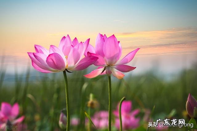 你认为最能反映夏天美景的诗句是什么?