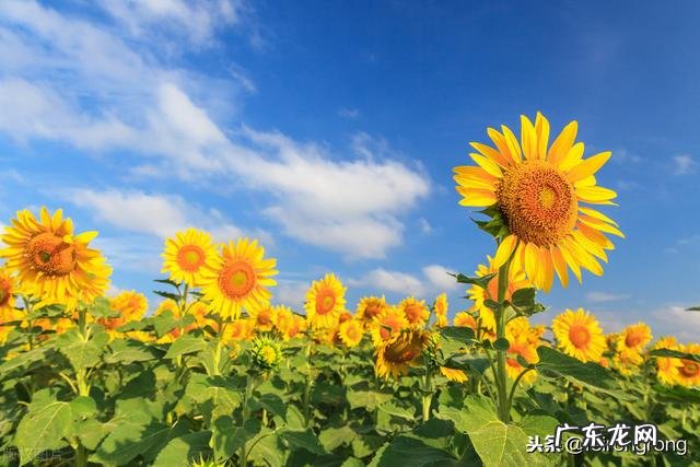 你认为最能反映夏天美景的诗句是什么?