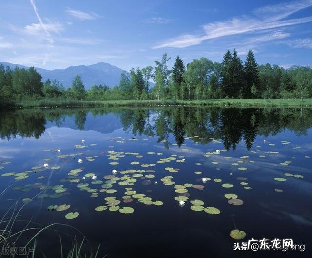 你认为最能反映夏天美景的诗句是什么?