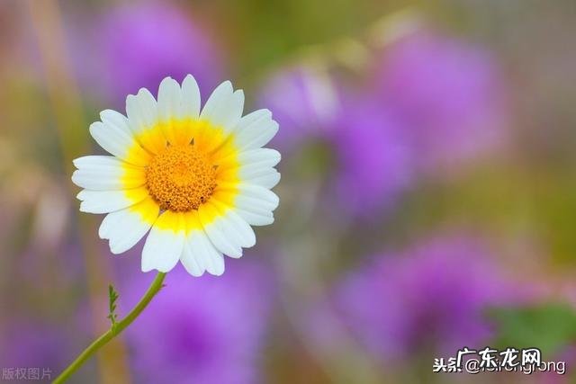 你认为最能反映夏天美景的诗句是什么?