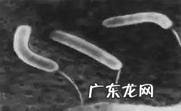 霍乱是怎么应对的