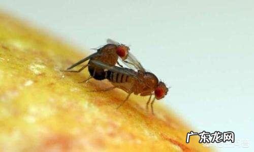 杨梅里为什么会有白色虫子,吃了有影响吗?