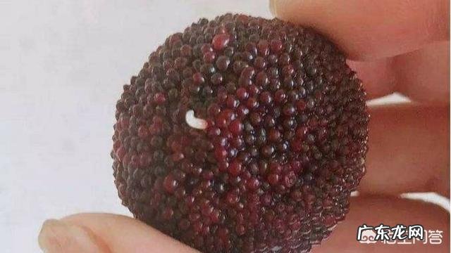 杨梅里为什么会有白色虫子,吃了有影响吗?