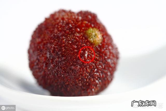 杨梅里为什么会有白色虫子,吃了有影响吗?