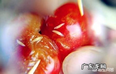 杨梅里为什么会有白色虫子,吃了有影响吗?