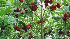 杨梅里为什么会有白色虫子，吃了有影响吗？