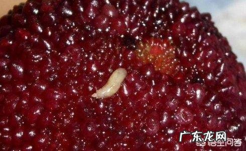 杨梅里为什么会有白色虫子,吃了有影响吗?