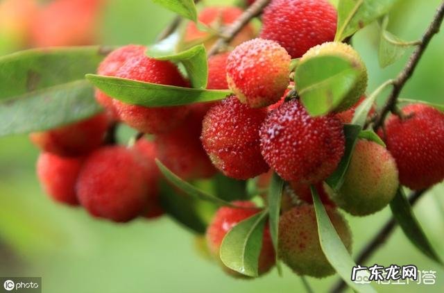 杨梅里为什么会有白色虫子,吃了有影响吗?