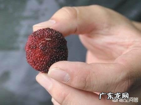 杨梅里为什么会有白色虫子,吃了有影响吗?