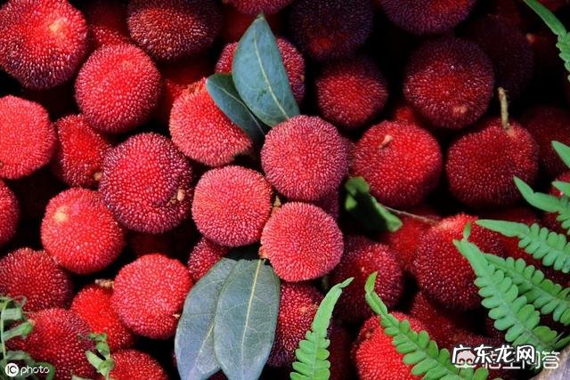 杨梅里为什么会有白色虫子,吃了有影响吗?