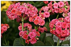 家里放什么花好招财