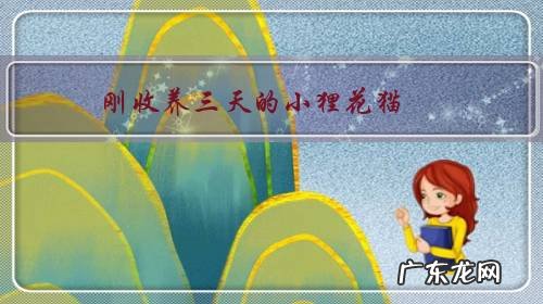 刚收养三天的小狸花猫,专门清蒸了鱼肉南瓜米饭拌着喂的。总有眼屎怎么回事?