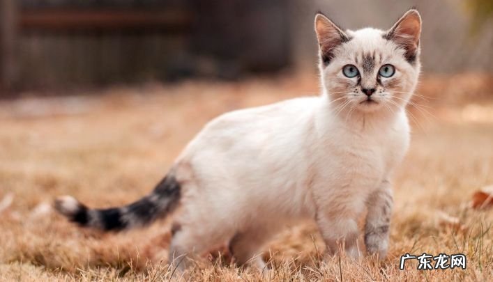 2017年世界上最可爱的十种猫品种