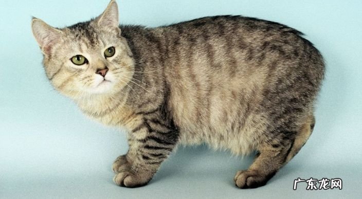 2017年世界上最可爱的十种猫品种