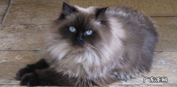 2017年世界上最可爱的十种猫品种
