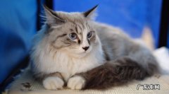 2017年世界上最可爱的十种猫品种