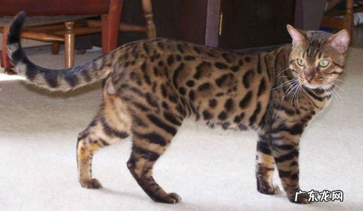 2017年世界上最可爱的十种猫品种