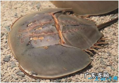 世界上唯一的蓝血海洋生物,鲎的血液遇氧变蓝