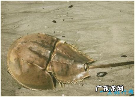 世界上唯一的蓝血海洋生物,鲎的血液遇氧变蓝