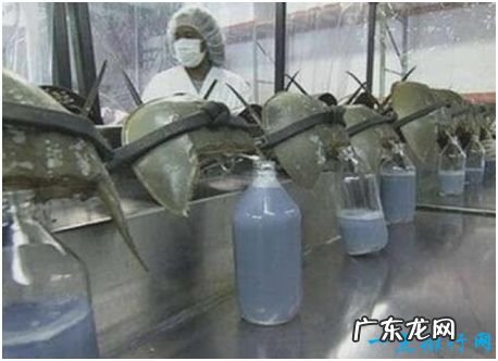 世界上唯一的蓝血海洋生物,鲎的血液遇氧变蓝