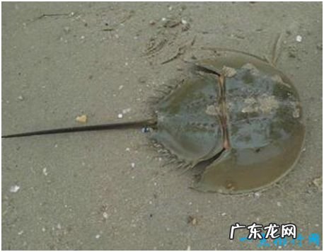 世界上唯一的蓝血海洋生物,鲎的血液遇氧变蓝