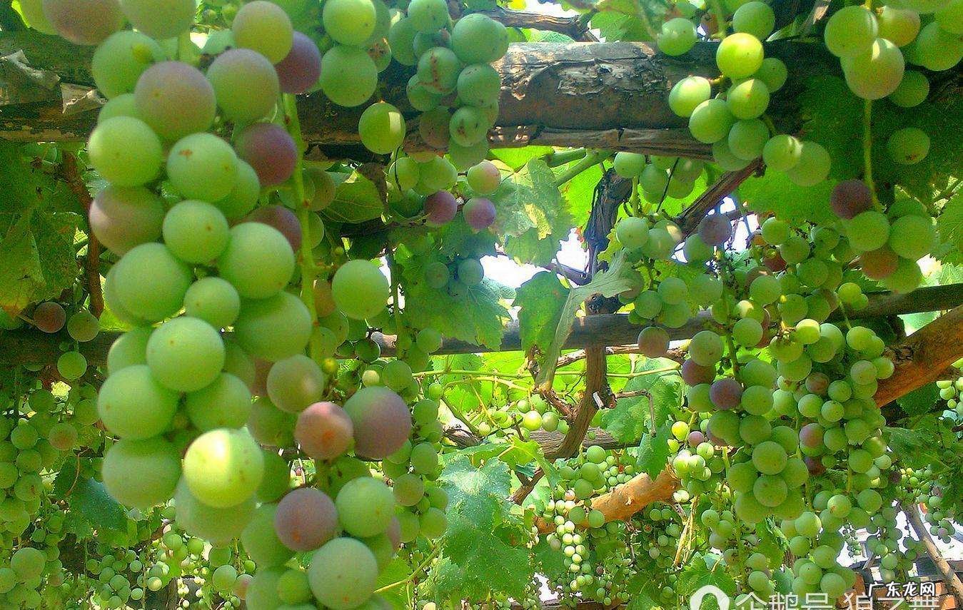 庭院葡萄架搭建方法