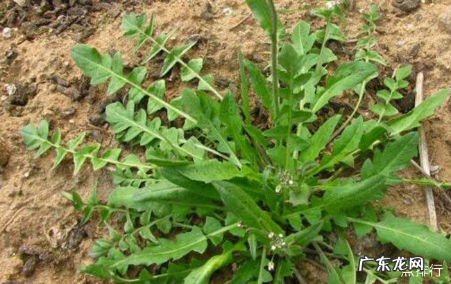 十大野菜种类大全 野菜有哪些常见品种