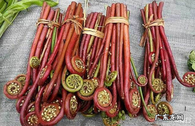 十大野菜种类大全 野菜有哪些常见品种