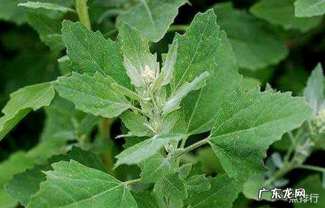 十大野菜种类大全 野菜有哪些常见品种