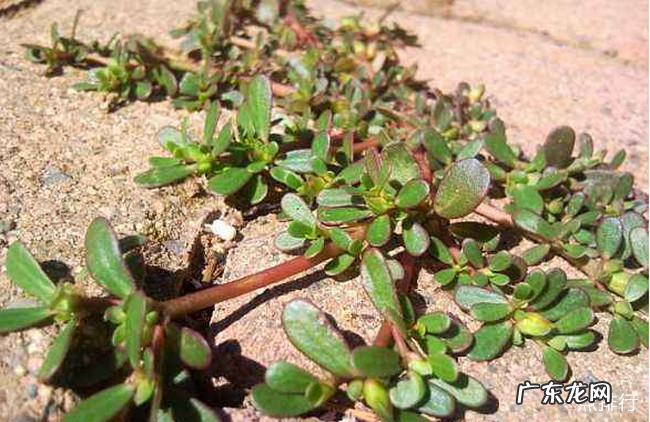 十大野菜种类大全 野菜有哪些常见品种