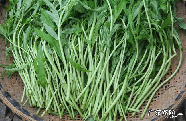 十大野菜种类大全 野菜有哪些常见品种