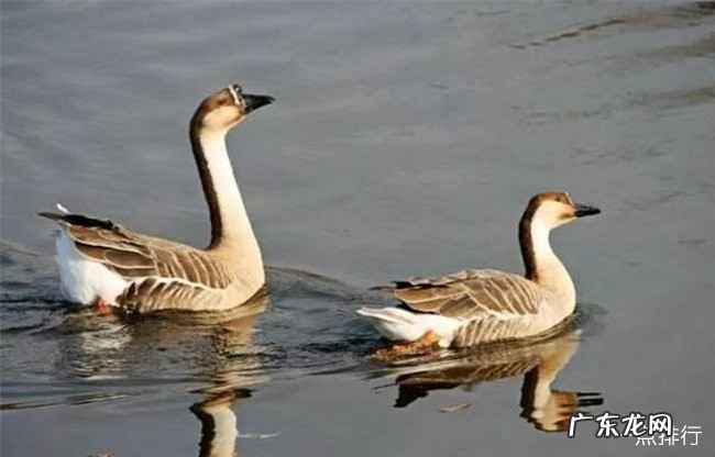 世界十大一夫一妻的动物 比人类更加忠贞的十种动物