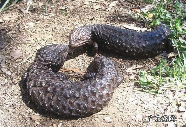 世界十大一夫一妻的动物 比人类更加忠贞的十种动物